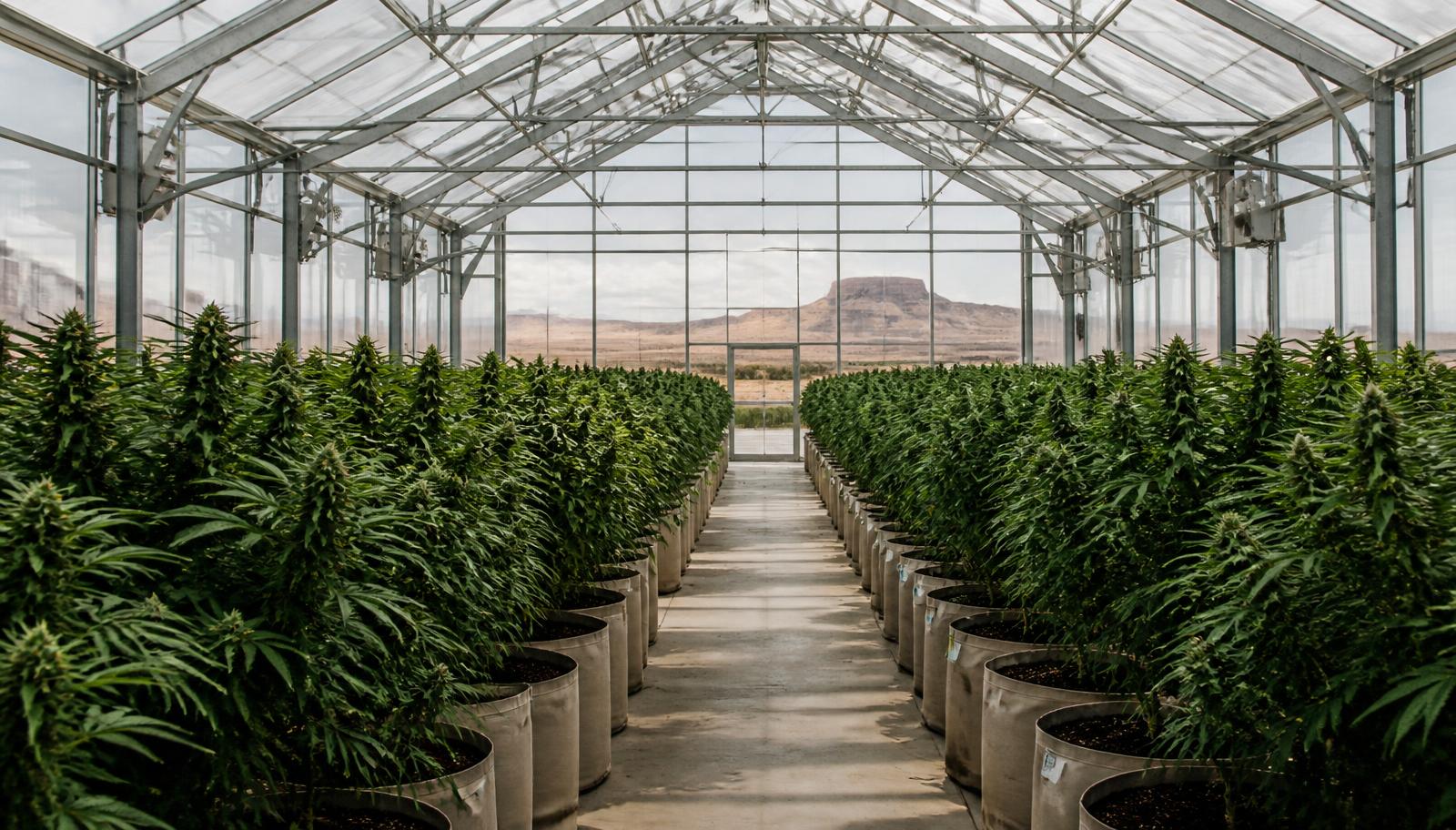 Licensed New Mexico cannabis cultivation greenhouse with long rows of plants and high-desert mesas visible beyond the glass